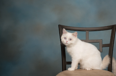 미누엣의 이미지