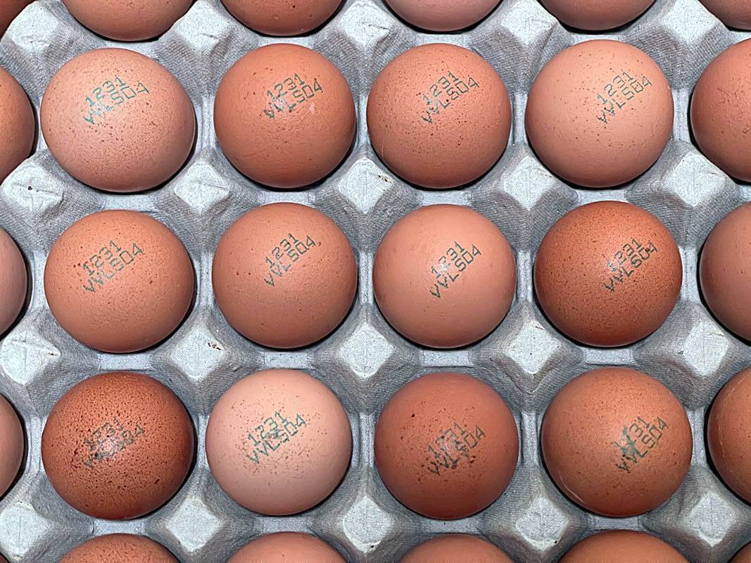 달걀-한판-사진