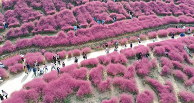 핑크뮬리 명소