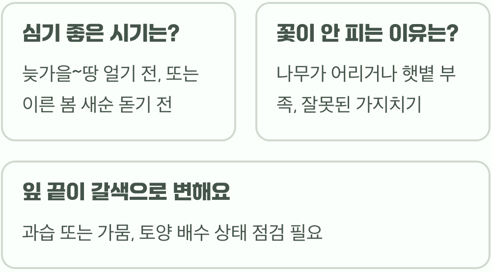 전원주택 정원수로 목련을 강력 추천하는 5가지 이유 (조경 꿀팁)
