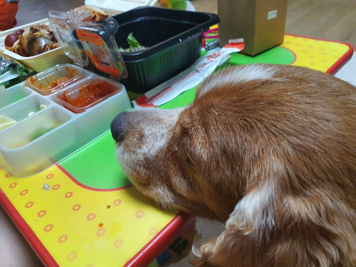 강아지가 먹으면 안되는 음식