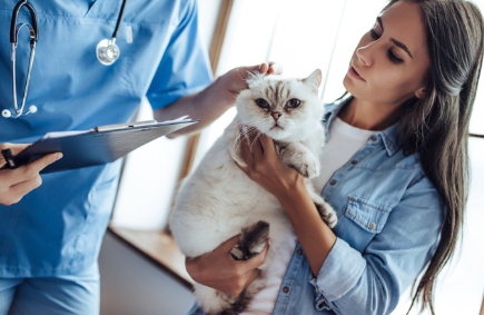 수의사의 지시를 받는 여자와 고양이.