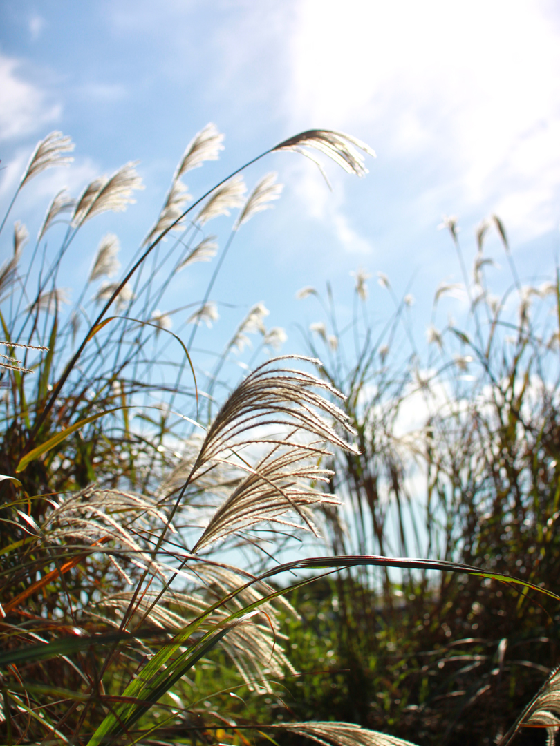 갈대 억새 저작권 없는 고화질 무료 이미지 다운로드