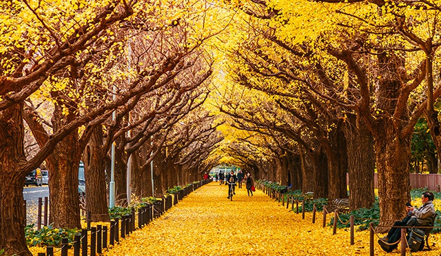 [정원수목]모기&middot;해충 줄이는 정원수 추천 10가지