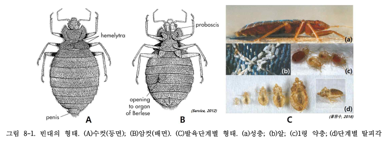 빈대 퇴치방법, 대응방안