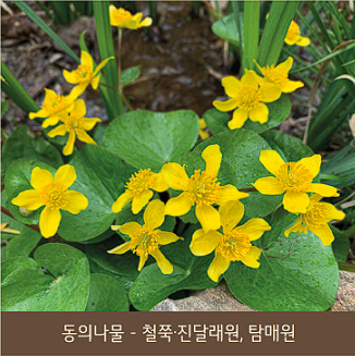화담숲 예약 모노레일