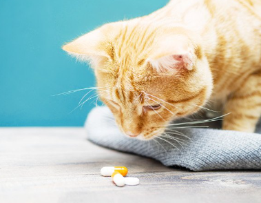 약을 보는 고양이.