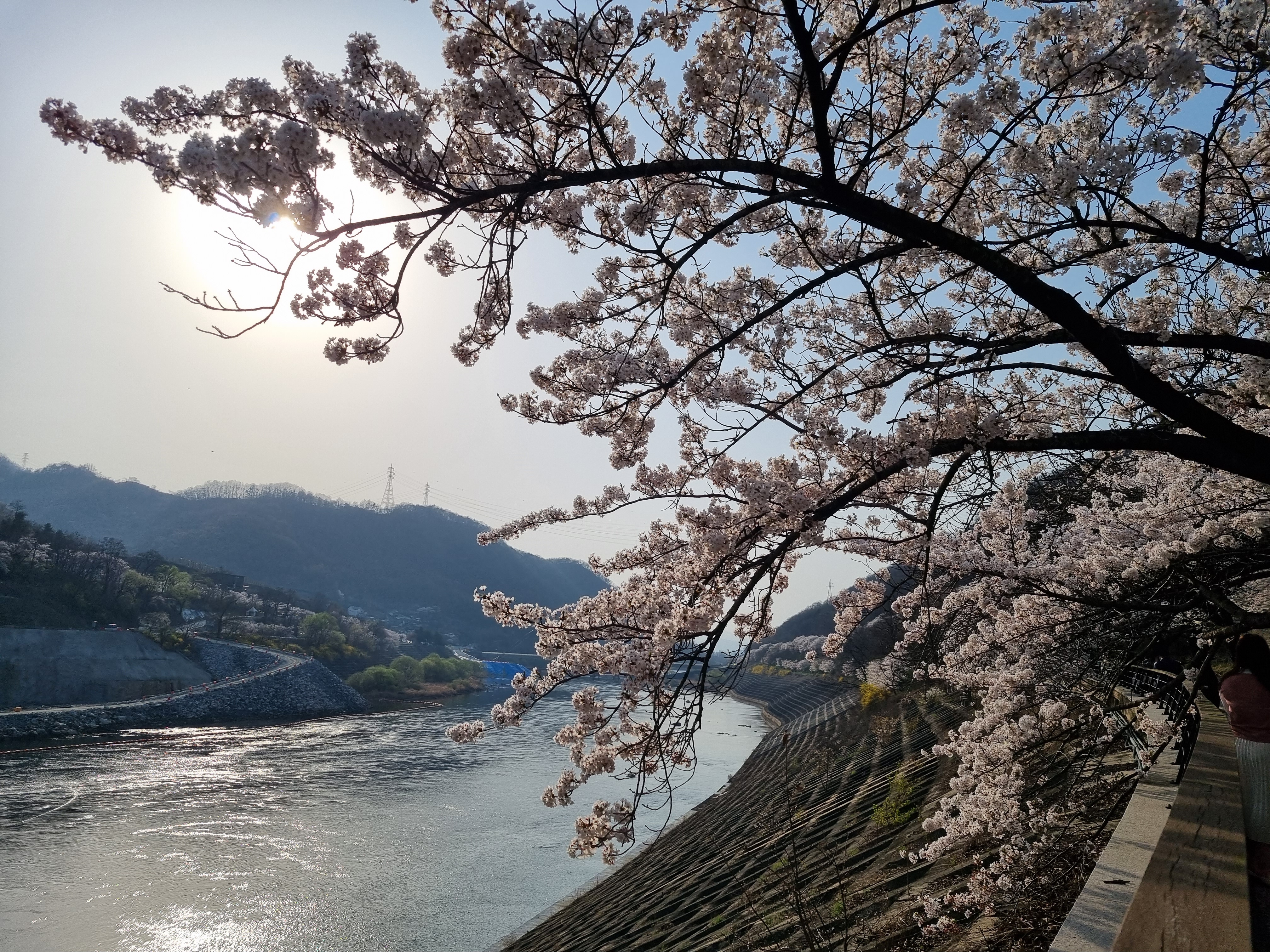 충주댐 벚꽃길