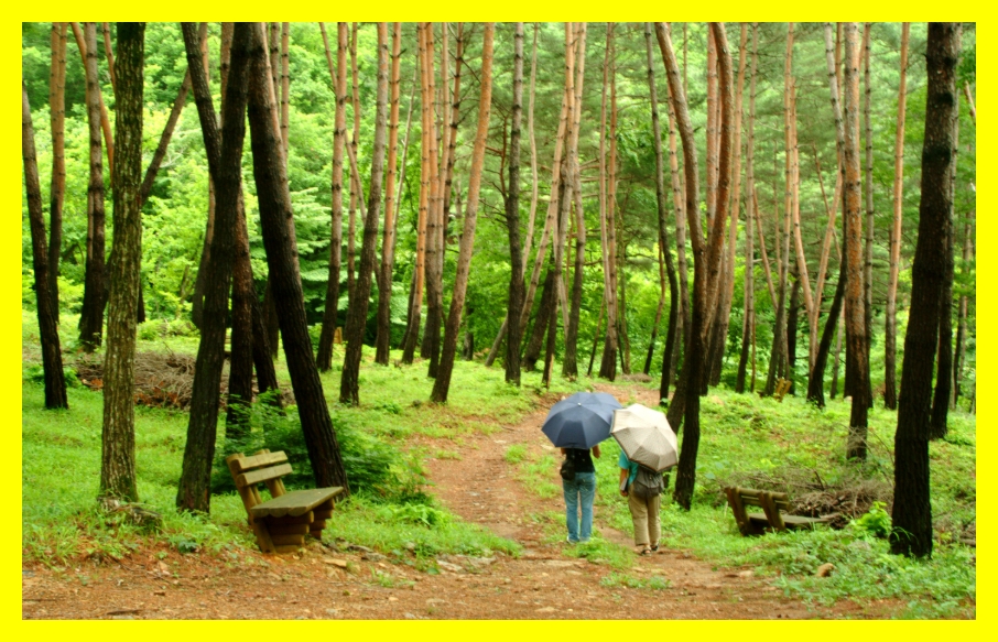 국립자연휴양림 예약&amp;#44; 국립자연휴양림 예약 성수기 추첨&amp;#44; 국립자연휴양림 추첨&amp;#44; 국립자연휴양림 성수기 추첨&amp;#44; 국립자연휴양림 성수기 예약 추첨