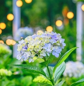 장생포수국축제포토존