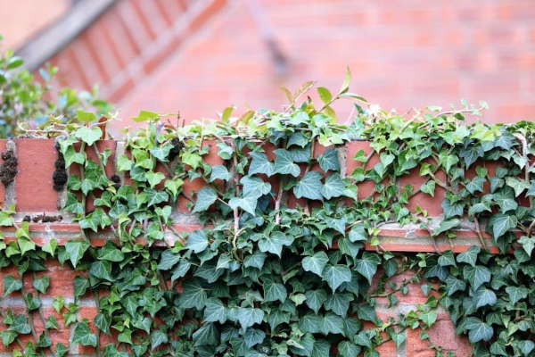 실내 화초, 많으면 독? 건강과 환경에 미치는 뜻밖의 영향 완벽정리5