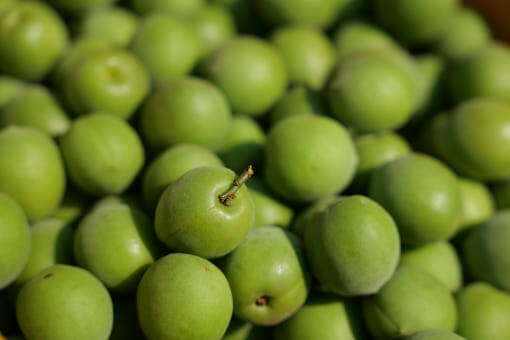 생방송투데이 3787회 이 주의 장바구니 전남 광양의 유기농 매실 전문 농장 매실사랑농원 주문방법