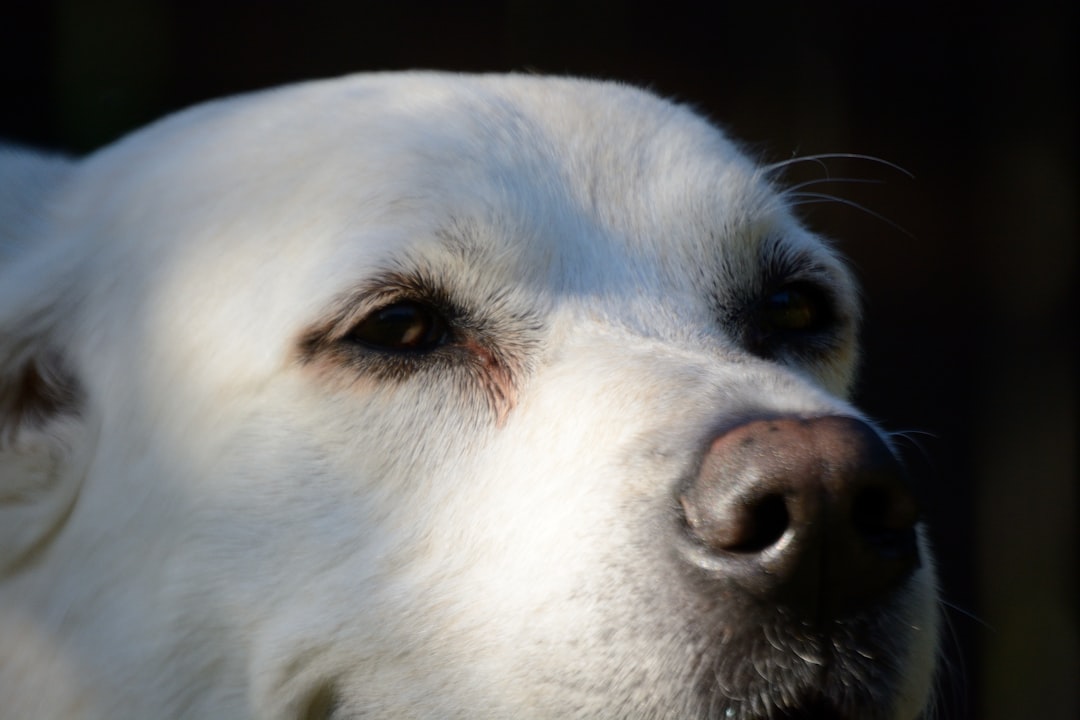 Dog.