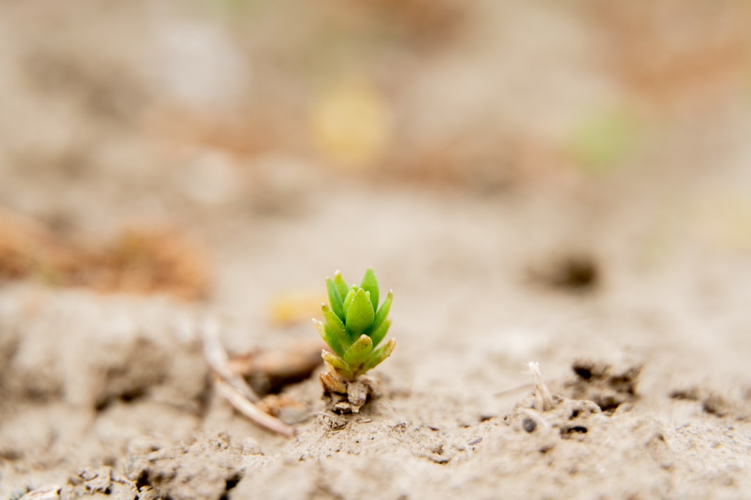 Growth.