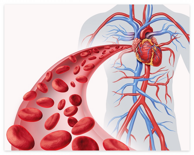 콘드로이친 효능