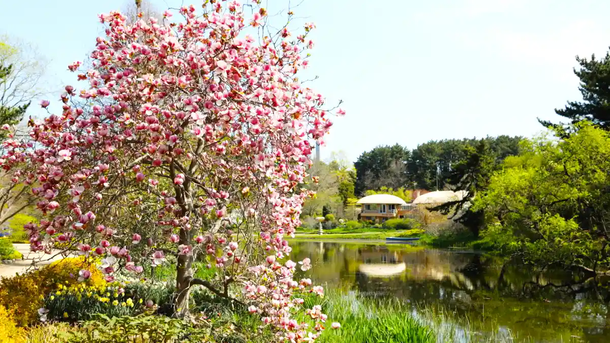 천리포 수목원 목련축제 입장료 정리