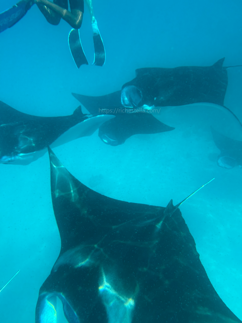 만타가오리 스노쿨링