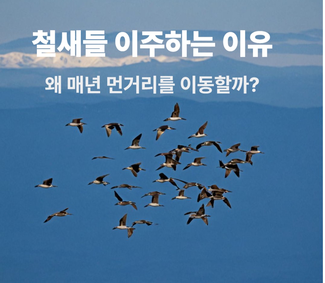 철새들 이주하는 이유-왜 매년 먼 거리를 이동할까?