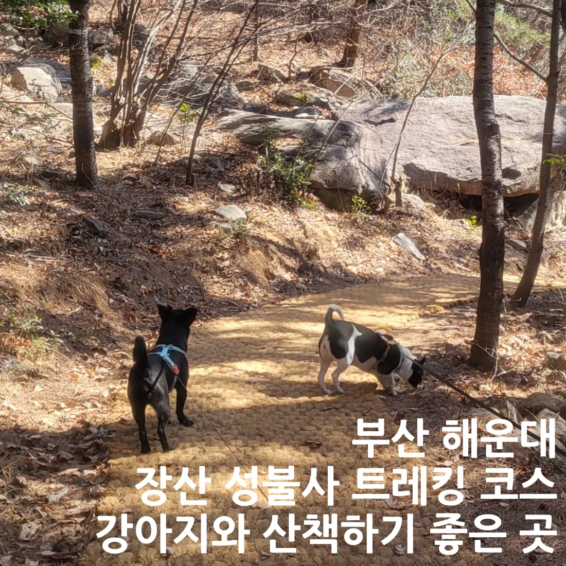 부산 해운대 장산 성불사 산책로 사진