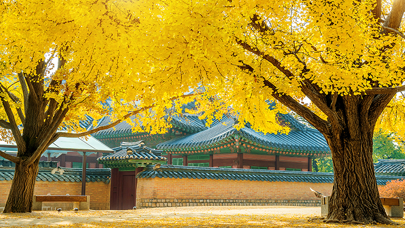 경복궁 은행나무