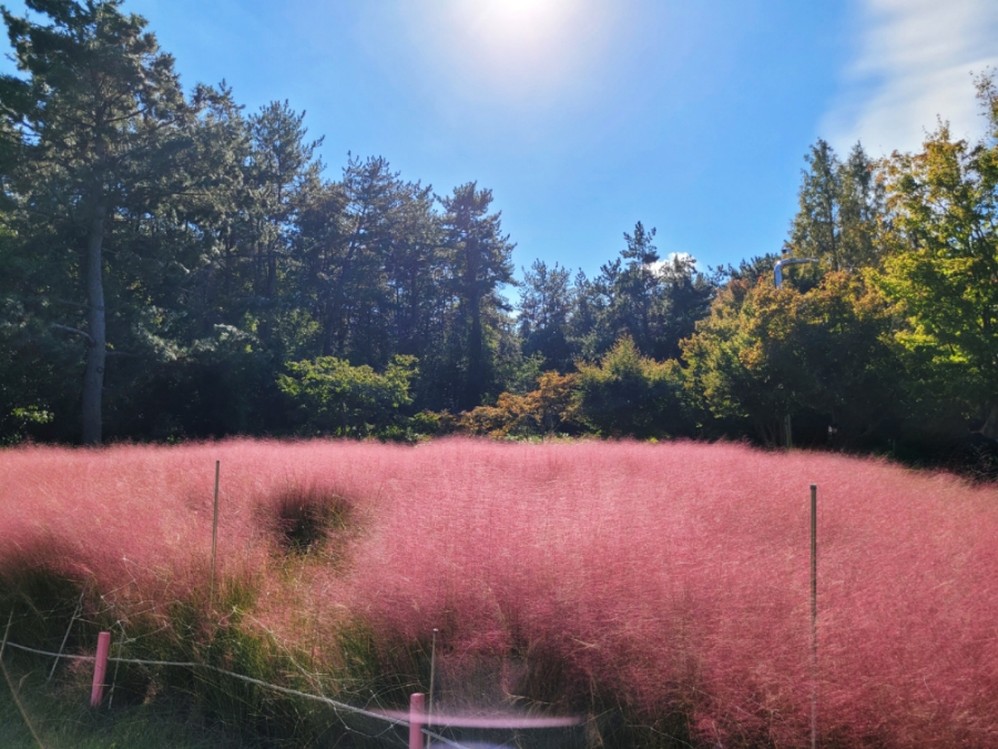 울산 가 볼만한 곳 Top3 -울산대공원