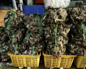 천북 굴 단지, 굴 축제_7