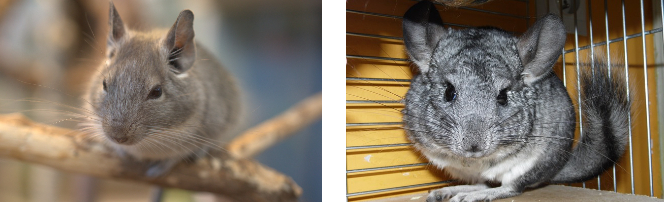 키우기 쉬운 반려동물 5