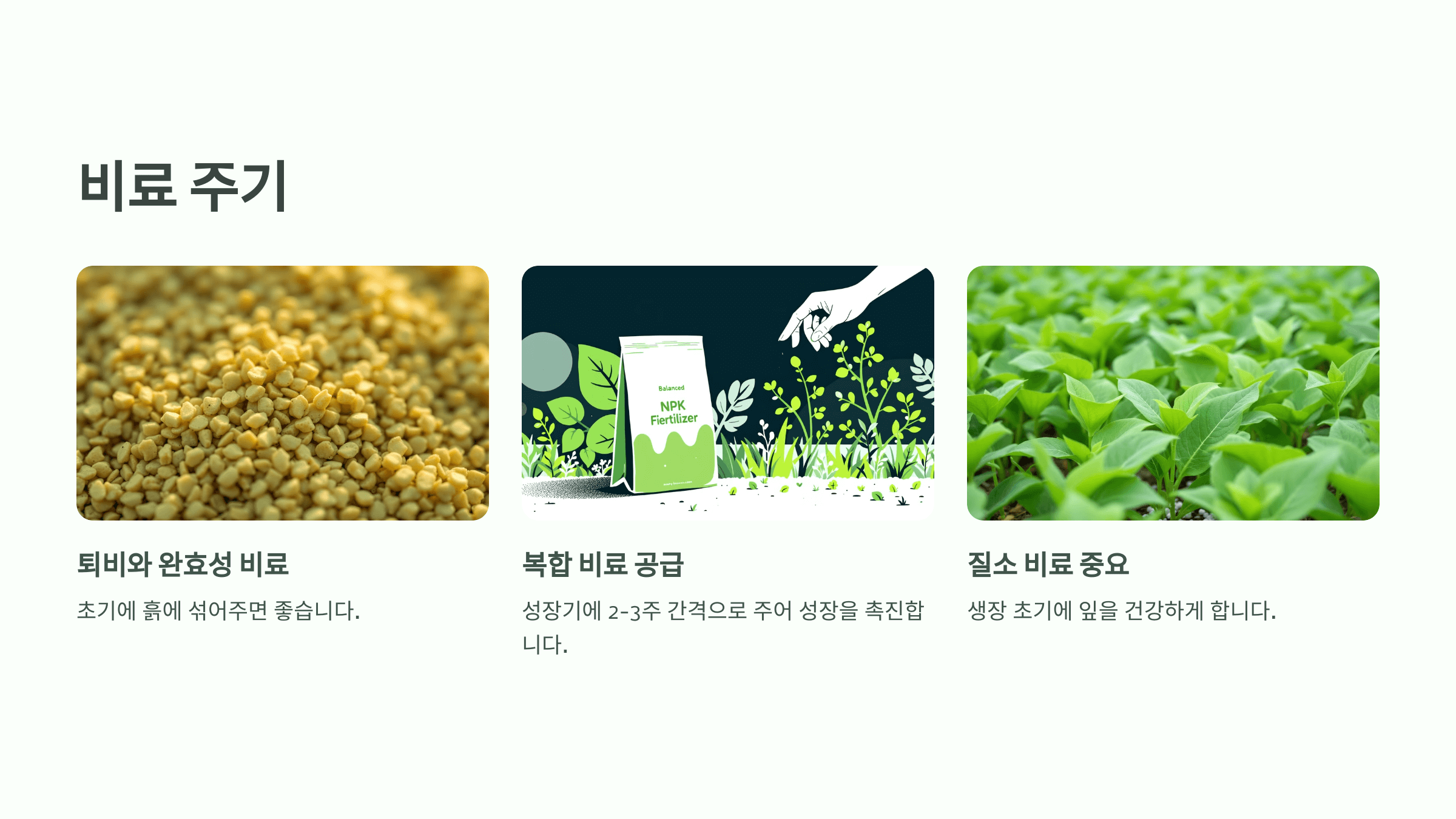 방울양배추 사진입니다.