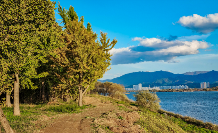 고령 은행나무숲