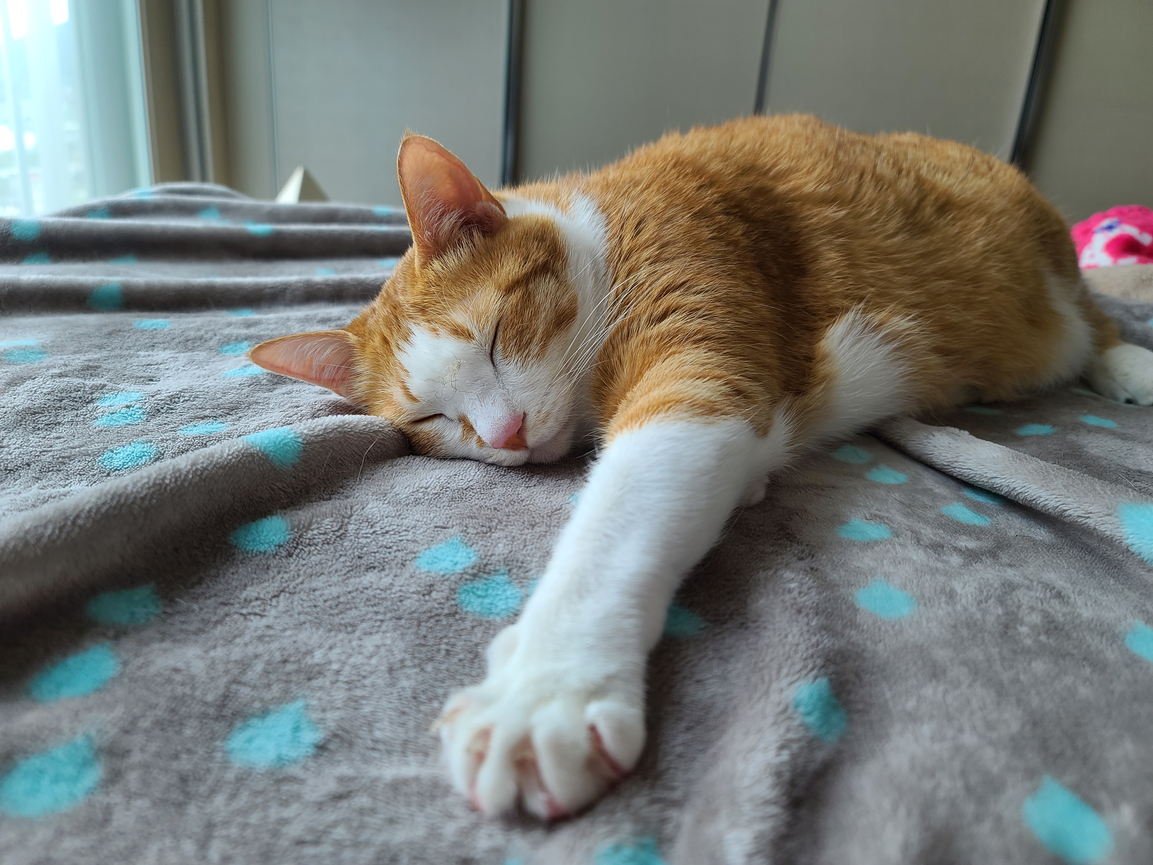 너무 귀엽게 자는 치즈냥이 호야 (feat. 사람처럼 자는 고양이 호야)