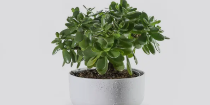 금전수 키우기&amp;#44; 꽃말&amp;#44; 번식법 등 총 정리 (2024 ver.)