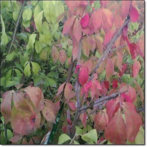 단풍들기 시작하는 화살나무