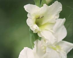 글라디올러스 이미지 사진 