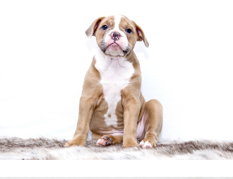 강남구 유기동물 입양비 지원 신청 방법: 입양부터 혜택까지