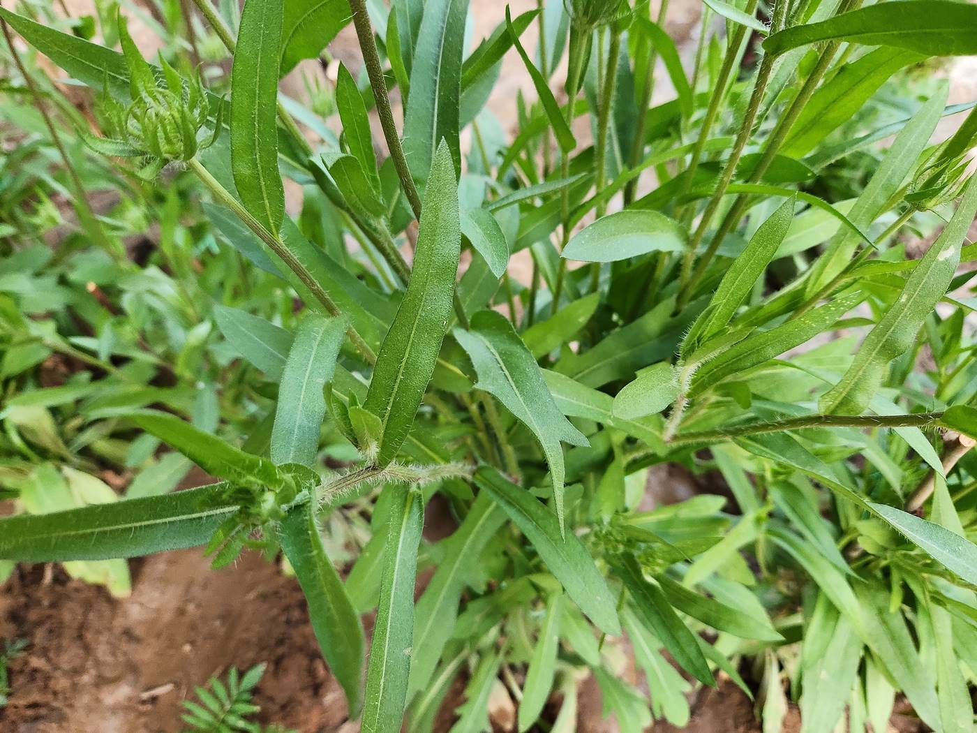 인디언천인국 (인디언국화)