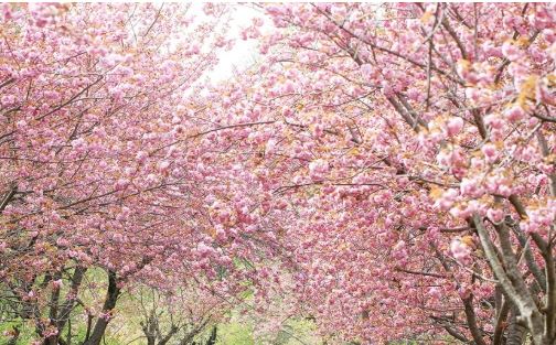 서산 벚꽃