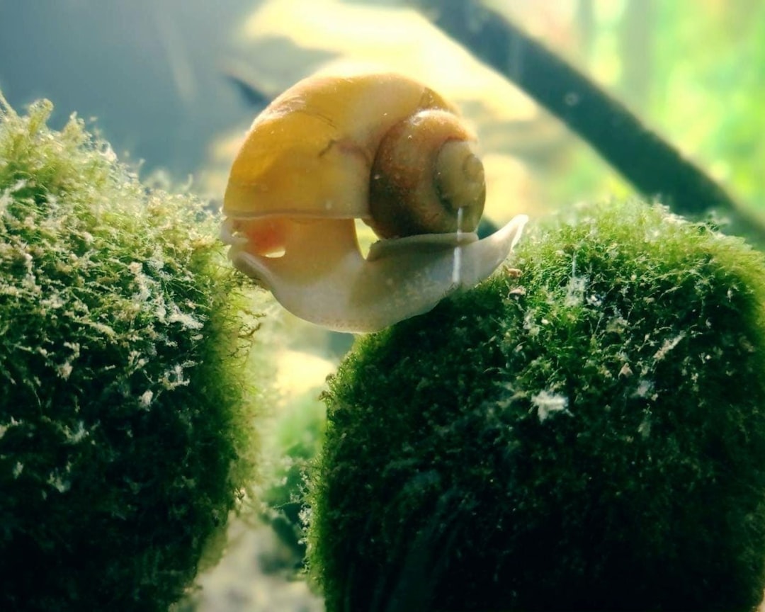 Marimo