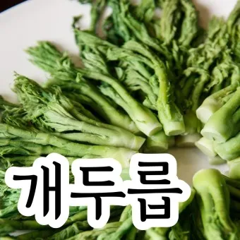개두릅 참두릅 차이 섭취방법_25