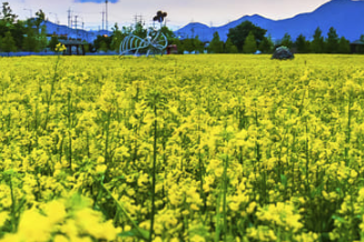 구리유채꽃축제