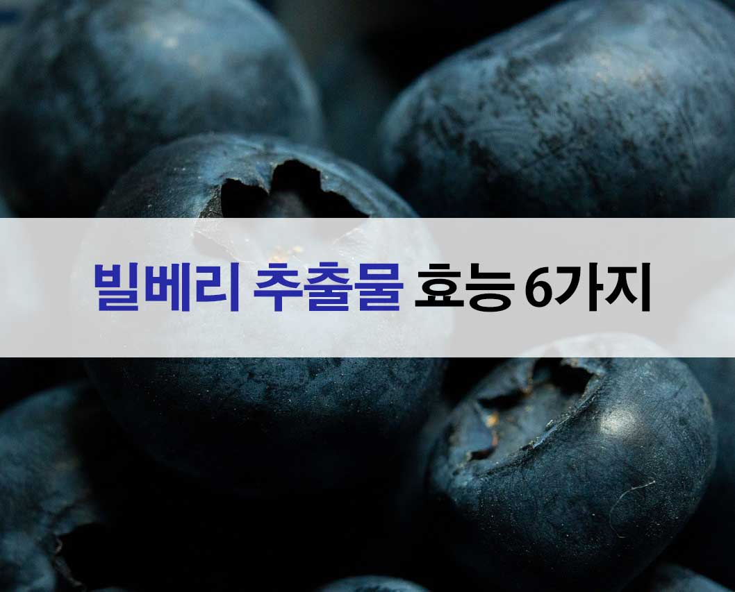 빌베리 추출물 효능