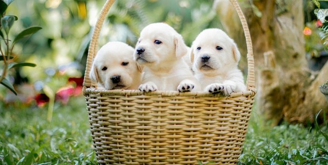 강아지 관련 용어 애견 훈련, 강아지 훈련 관련 용어