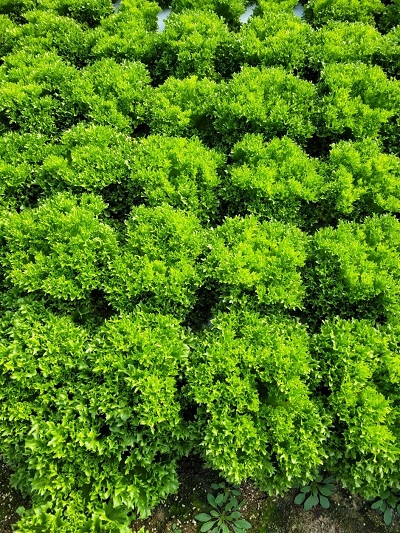 크리스피아노(프릴아이스)