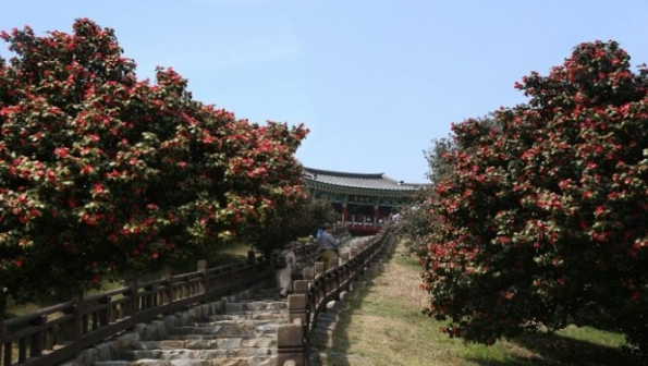 3월 서천 동백꽃 주꾸미 축제 완벽 가이드
