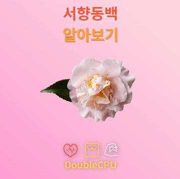 서향동백 꽃말 및 탐구