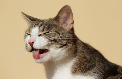 혀를 내밀고 있는 고양이 사진.