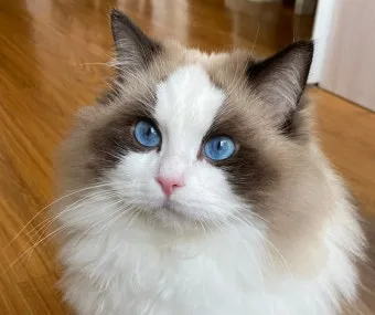 랙돌 고양이 유전병_10