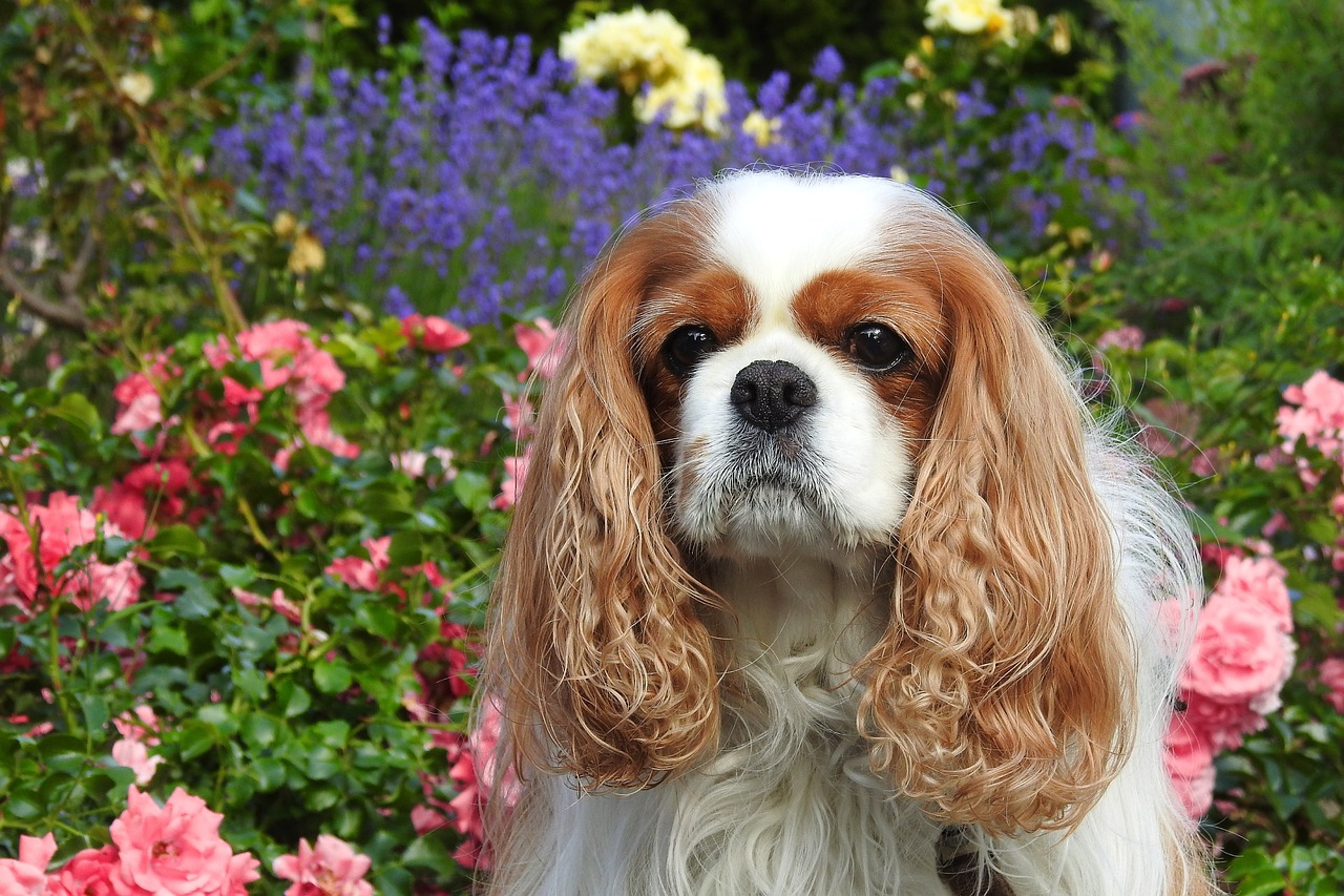 카발리에 킹 찰스 스패니얼(Cavalier King Charles Spaniel)2