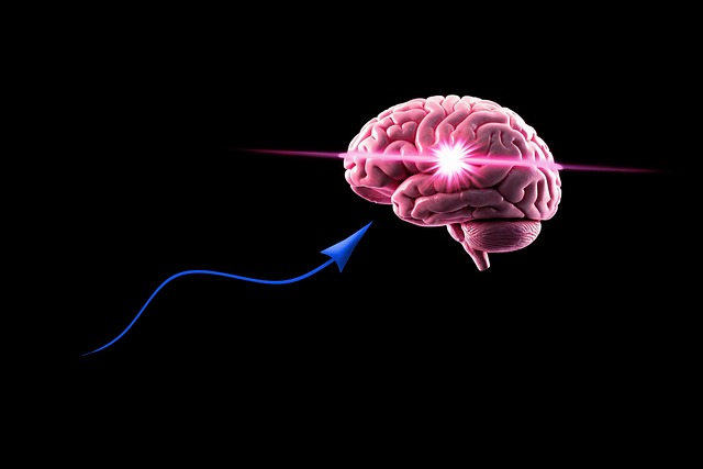 뇌의 면역 반응과 염증 조절