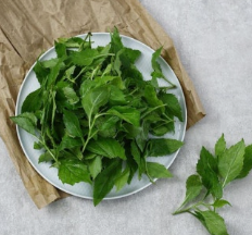 울릉도의 ‘부지깽이’, 섬에서 만나는 특별한 산나물