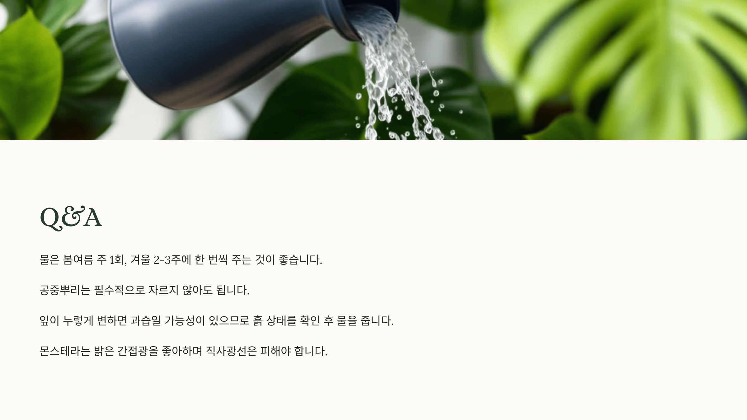 몬스테라와 관련된 사진입니다.